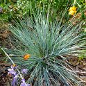Festuca glauca 'Auslese'